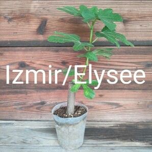 izmir/Elysee いちじく苗