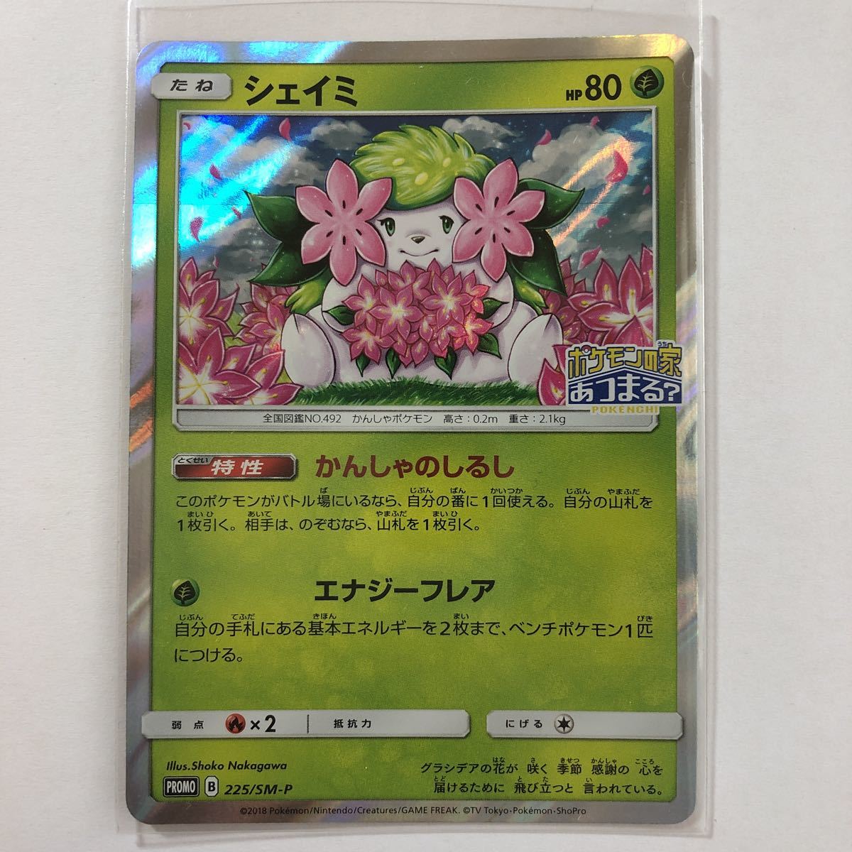 数量は多 未開封シェイミプロモカード50枚セット ポケモンカードゲーム Www Sigweb Cl