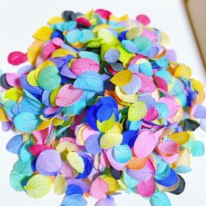 加工花材☆ プリザーブドアナベル200枚+α花びら