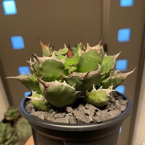 アガベ titanota 姫厳龍 屋外管理 agave
