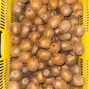 愛媛県産キウイフルーツ小玉5kg