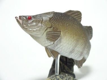ユージン 原色図鑑シリーズ原色淡水魚図鑑Ⅰ アカメ(若魚)シークレット