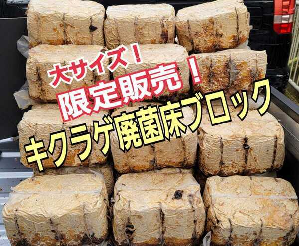 クワガタの産卵木の代わりに!カブトムシマットに埋め込み幼虫の栄養強化に☆特大サイズ☆キクラゲ菌床ブロック【6個】クヌギ100%原料使用
