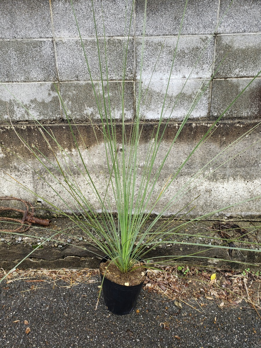 Yahoo!オークション -「クサントロエア」(ユッカ) (観葉植物)の Yahoo!オークション -「クサントロエア」(ユッカ) (観葉植物)の