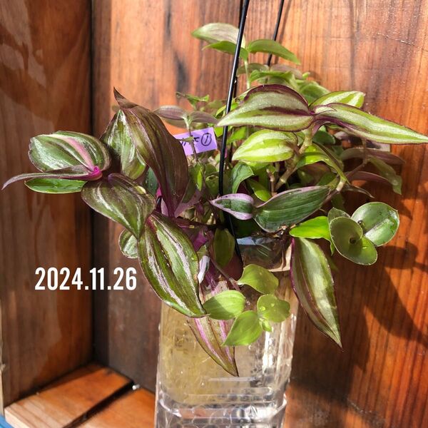 ◆訳有り◆傷み葉有り◆剪定痕有り◆トラディスカンティア セブリナその他ツユクサ科アロマティカス等◆水挿し管理◆20241126-1