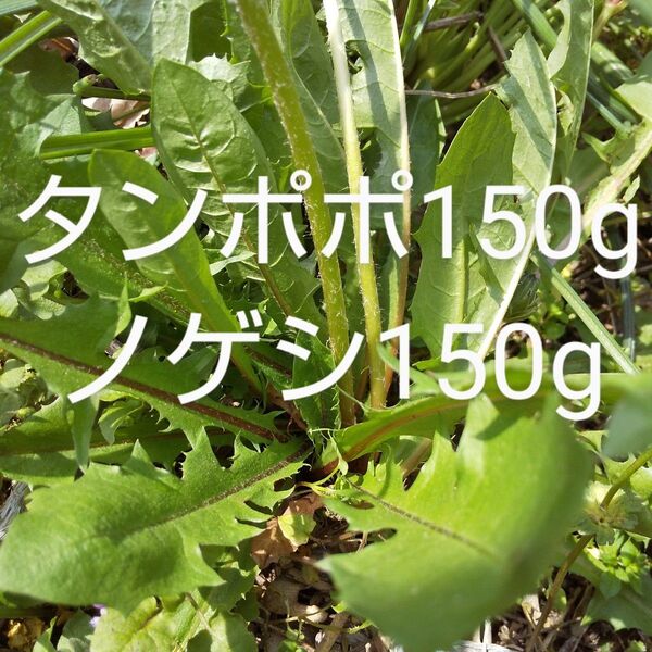 たんぽぽ約150g のげし約150g 新鮮 農薬不使用
