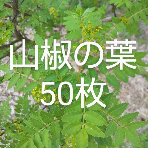山椒の葉 50枚 新鮮 農薬不使用 天然物
