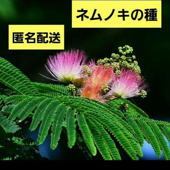 ネムノキの種 15粒