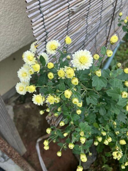 小菊の苗5本