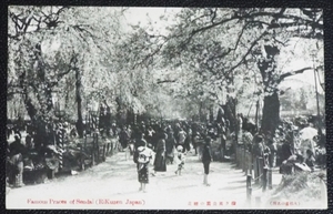 ☆☆絵葉書・戦前・仙台・榴岡公園の桜・お花見・古写真・絵はがき☆1234