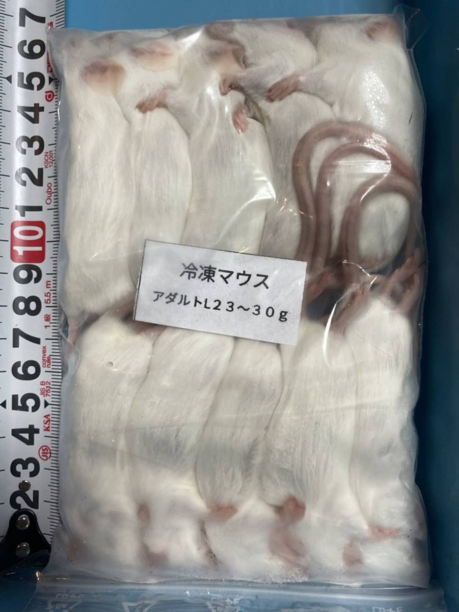冷凍マウスアダルトL 23~30g(100匹)|ペット用品 冷凍マウスアダルトL 23~30g(100匹)|ペット用品
