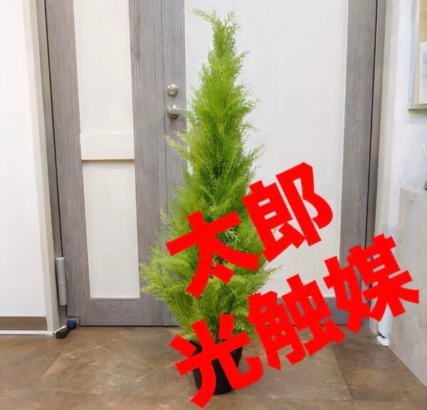 光触媒 人工観葉植物 ウォールグリーン フェイクグリーン ゴールドクレスト100