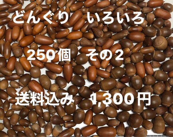 どんぐり いろいろ 約250個 その2 クヌギ アベマキ マテバシイ コナラ カシ シイなど 工作 手芸 リース 煮沸処理済み