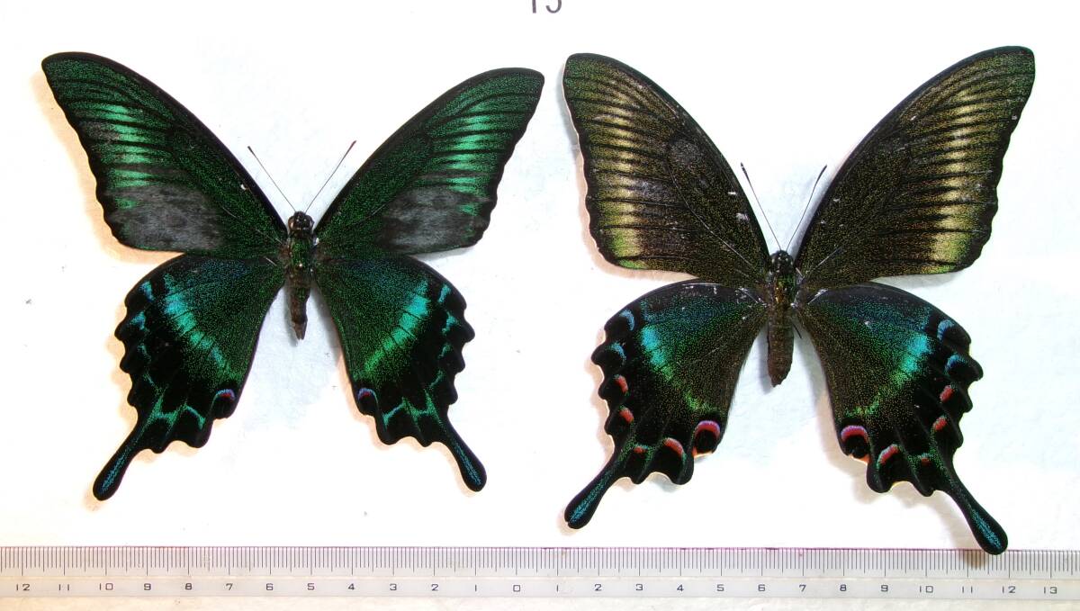 北海道産ミヤマカラスアゲハ春型未展示 蝶標本 美麗ミヤマカラスアゲハ夏型♂♀ 北海道産 採集品良品