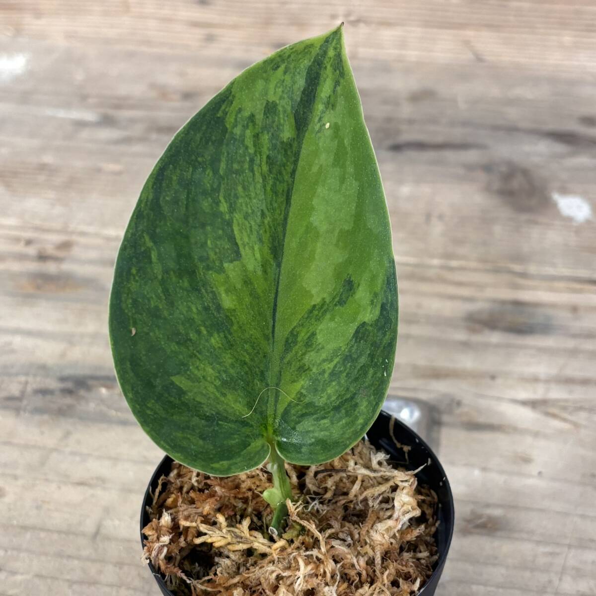 Yahoo!オークション -「エキゾチカ」(その他) (観葉植物)の落札 Yahoo!オークション -「エキゾチカ」(その他) (観葉植物)の落札