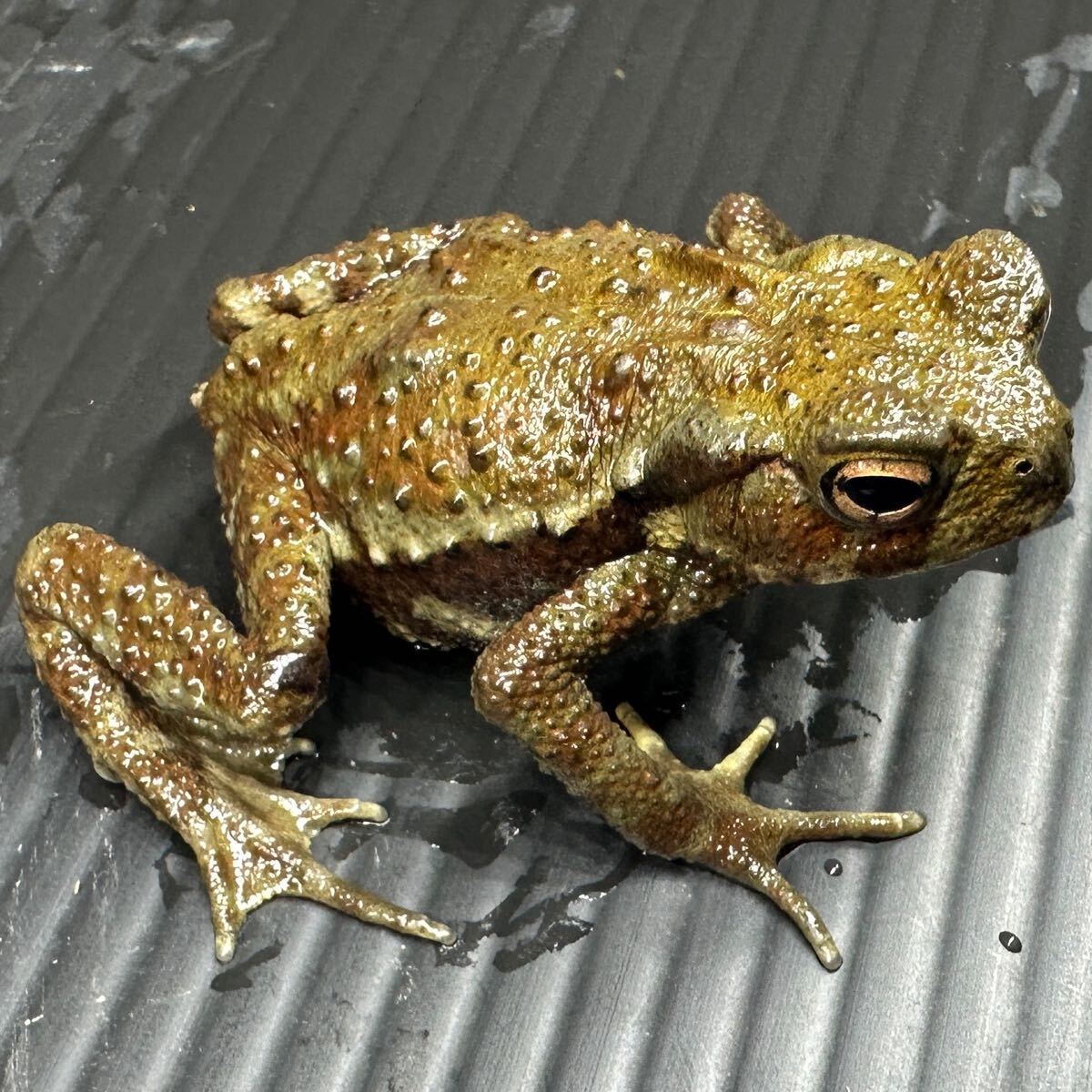 Yahoo!オークション -「ナガレヒキガエル」(ペット、生き物) の