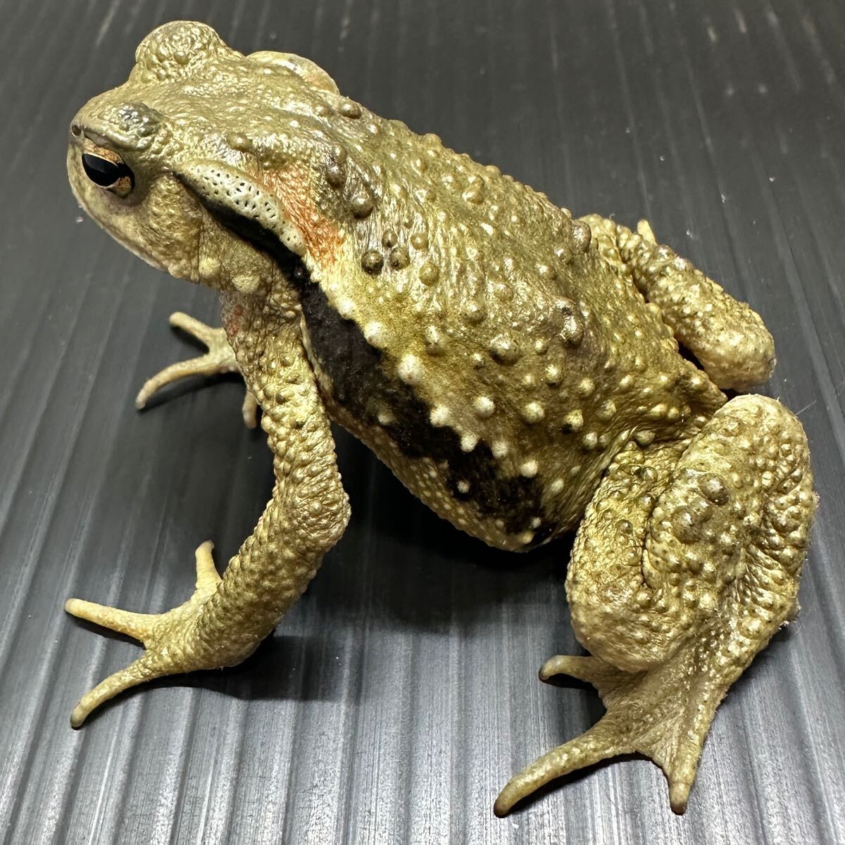 Yahoo!オークション -「ナガレヒキガエル」(ペット、生き物) の
