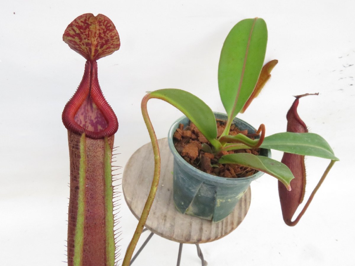 Nepenthes x kinabaluensis
