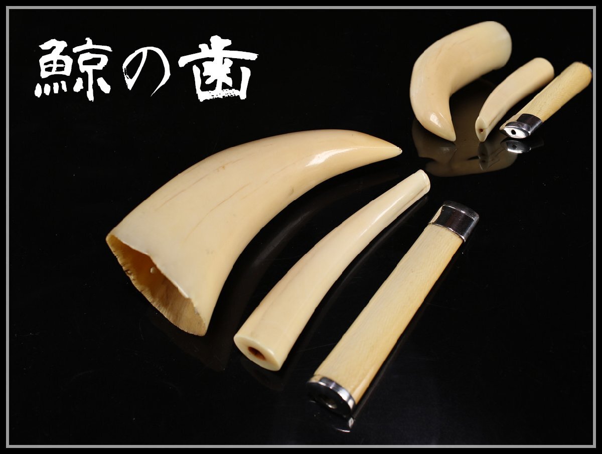 マッコウクジラの歯　約490g マッコウクジラの歯 約490g マッコウ鯨 牙玉 鯨歯玉 標本 緒締