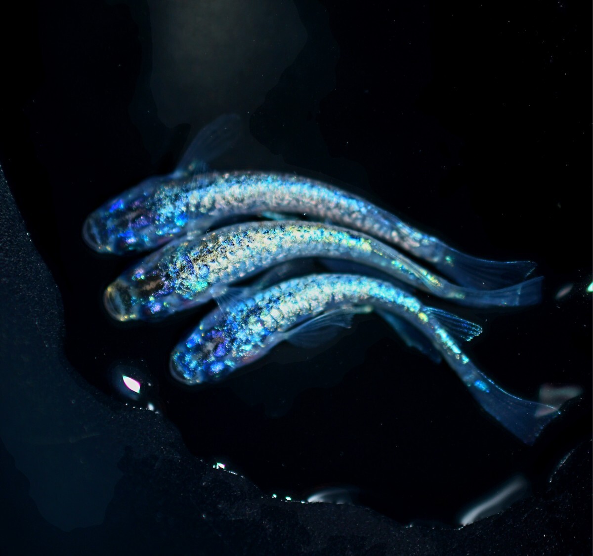 ◎大和メダカ◎　○トータルビタミンコンディショナー○　２５０ml　３０００Ｌ分 ◎大和メダカ◎ ○トータルビタミンコンディショナー○ 250ml