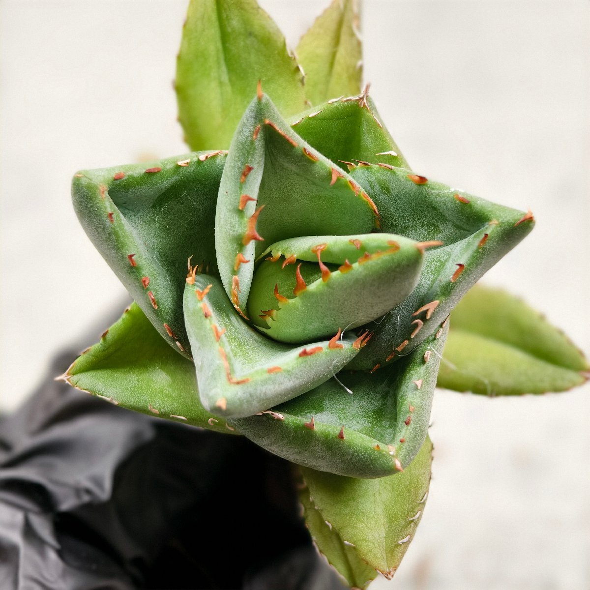 Yahoo!オークション -「ピクシー」(アガベ) (観葉植物)の落札 Yahoo!オークション -「ピクシー」(アガベ) (観葉植物)の落札