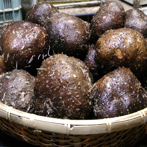 全国送料無料 青森産 丸いも 小玉 2kg つくね芋 タネイモ 種芋にも オススメ