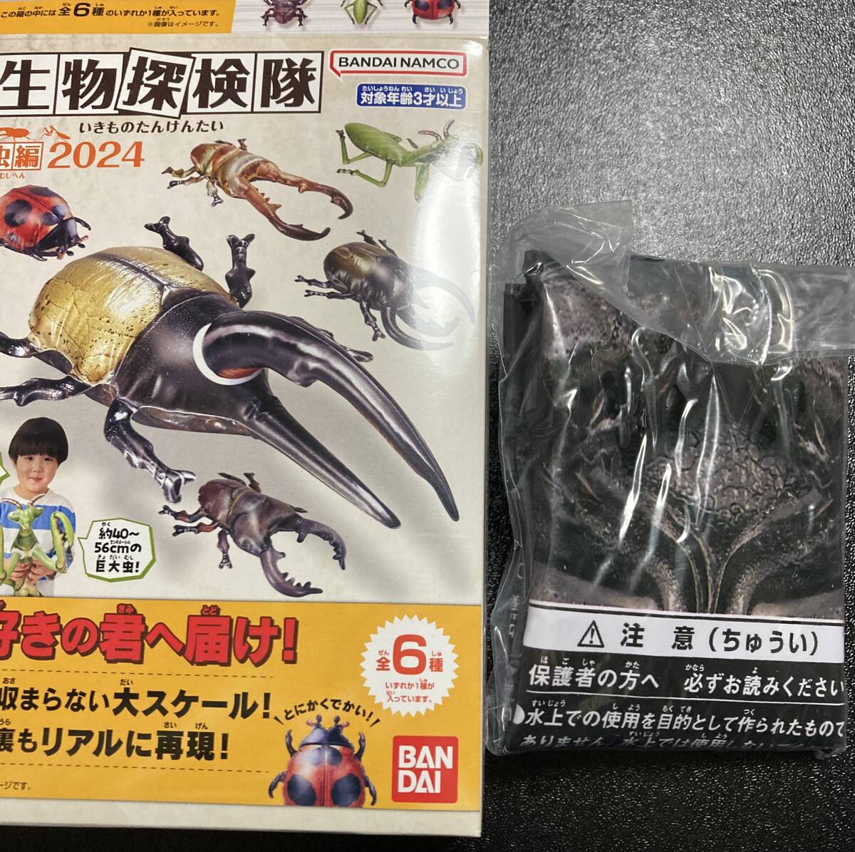 2025年最新】Yahoo!オークション -コーカサスオオカブト