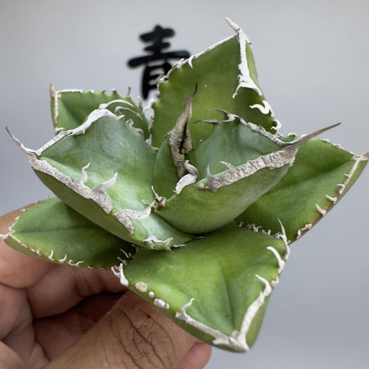 アガベ チタノタ カキ仔の出品です。検)GODZILLA agave titanota アガベ チタノタ カキ仔の出品です。検)GODZILLA agave titanota