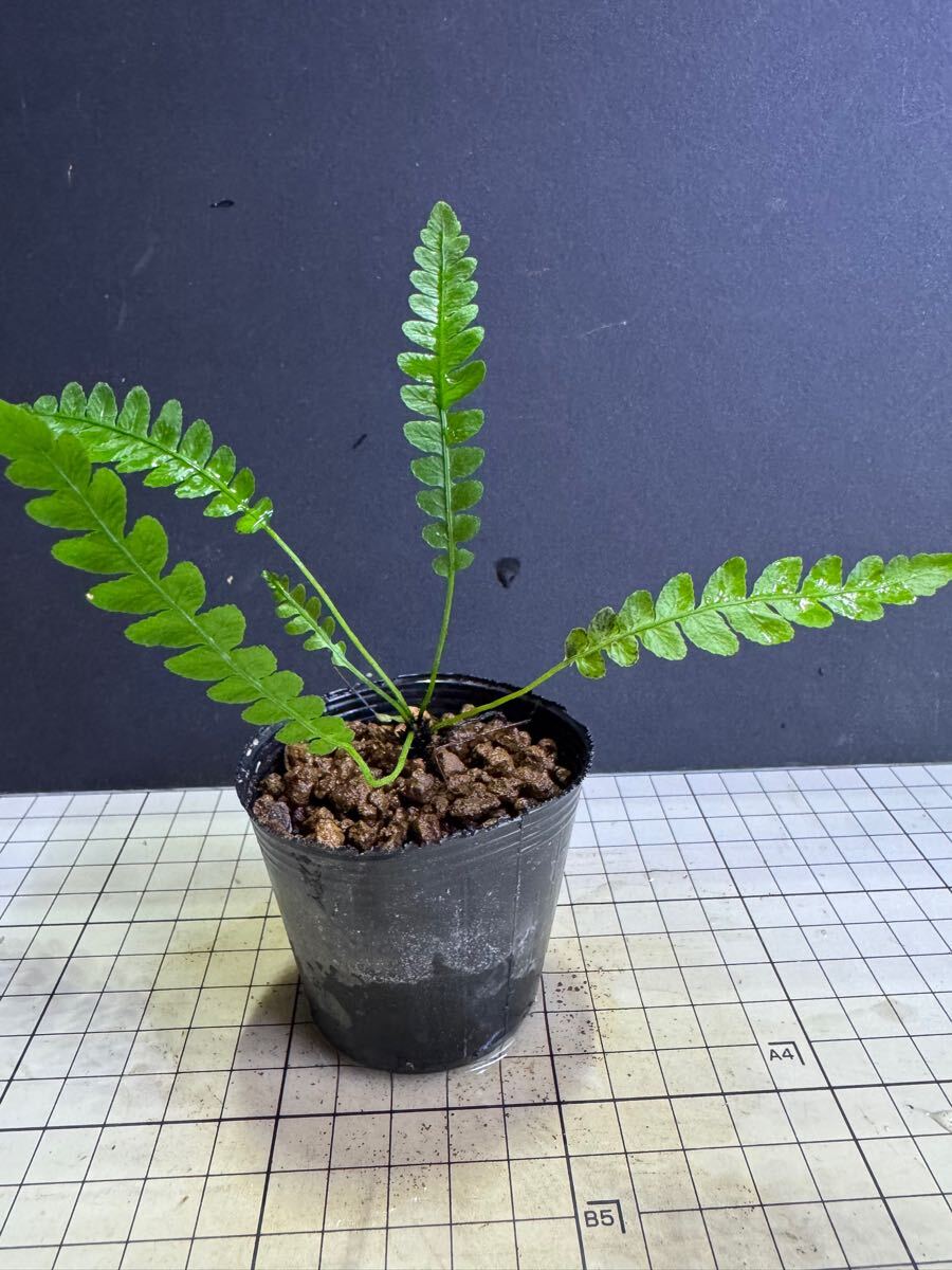 Yahoo!オークション -「オブツサ」(観葉植物) の落札相場・落札価格 Yahoo!オークション -「オブツサ」(観葉植物) の落札相場・落札価格