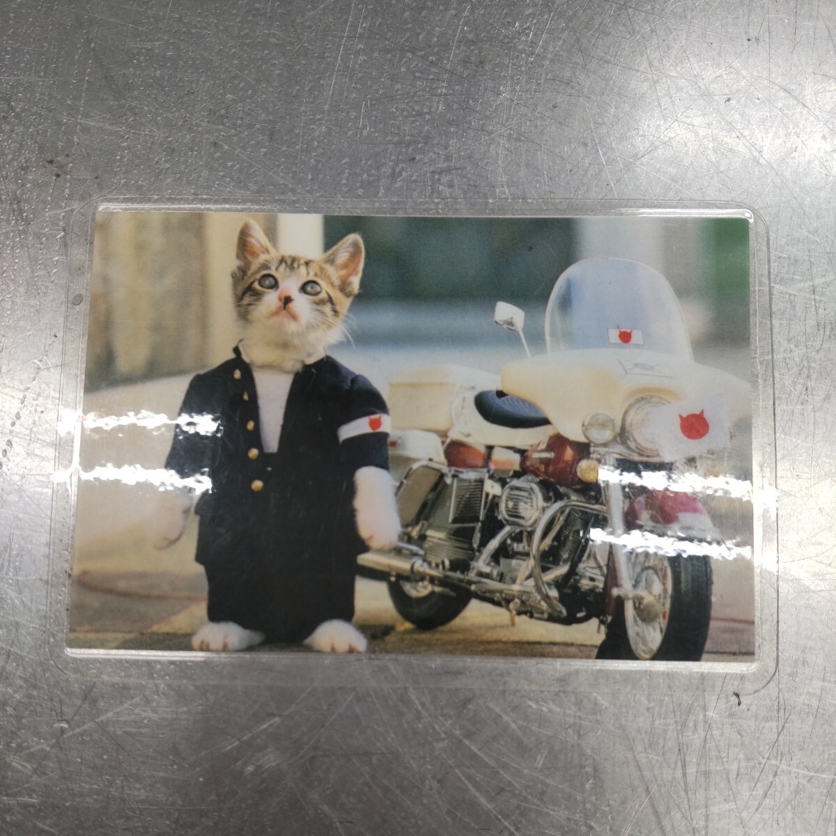 2025年最新】Yahoo!オークション -なめ猫(その他)の中古品・新品 2025年最新】Yahoo!オークション -なめ猫(その他)の中古品・新品