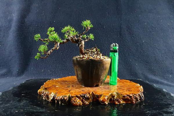 盆栽 五葉松 懸崖/盆栽、多肉植物、塊根植物、観葉植物通販