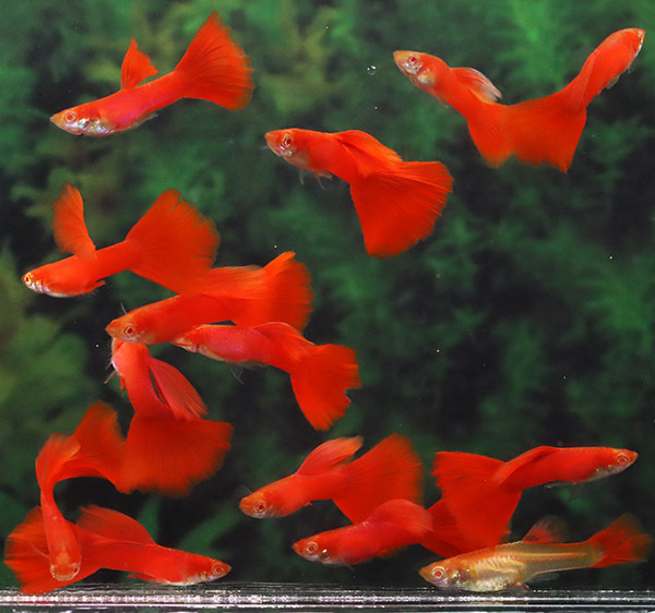 Yahoo!オークション -「グッピー フルレッド」(淡水魚) (熱帯魚