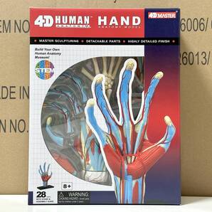 新品未開封 4D立体パズル 手 人体解剖モデル 4D Human 626009 Hand Anatomy Model STEM Fame Master 4D master 香港から 知育玩具 STEM