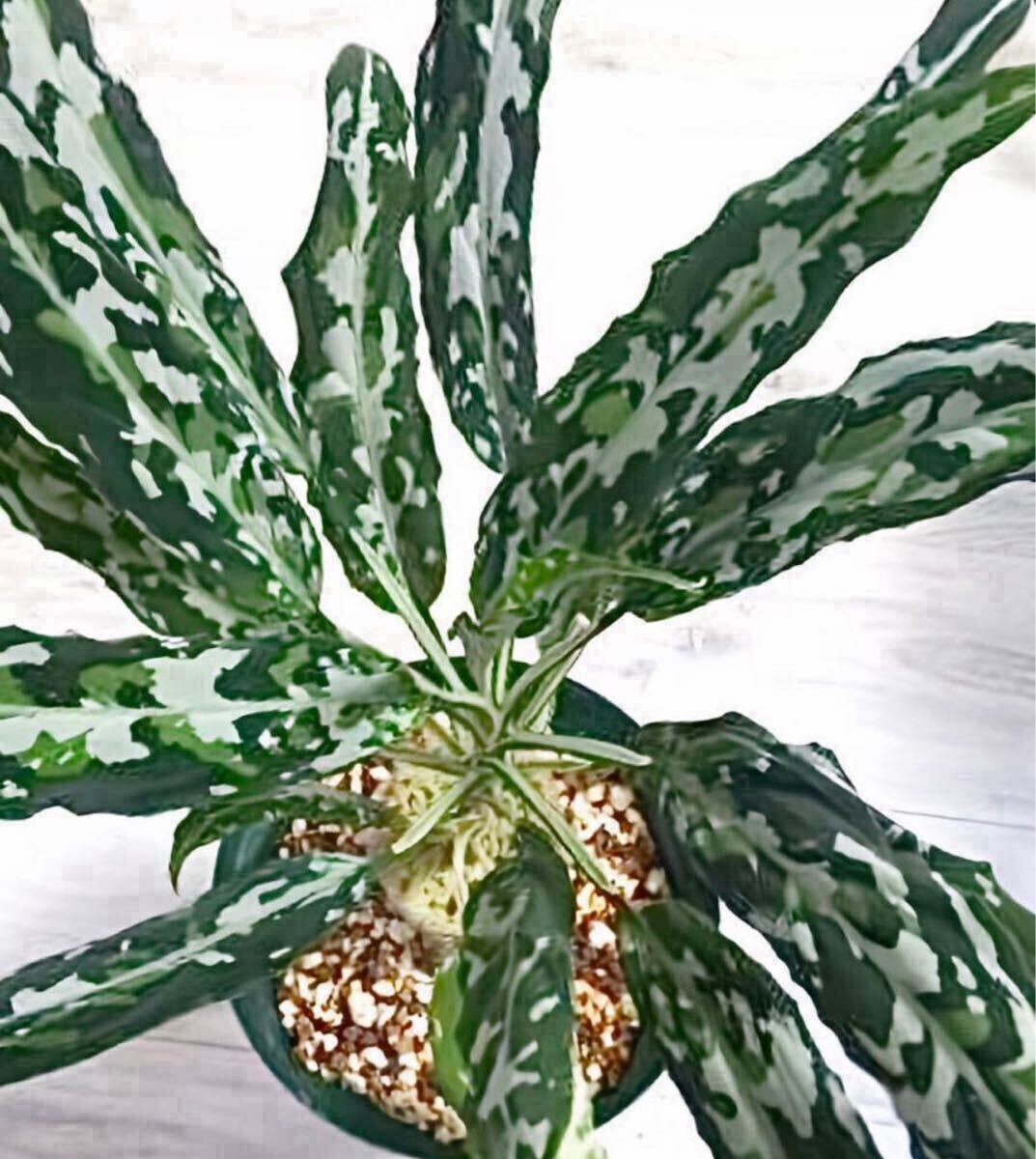 Yahoo!オークション -「aglaonema アグラオネマ」の落札相場 Yahoo!オークション -「aglaonema アグラオネマ」の落札相場