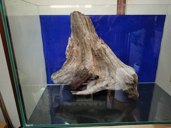 引退特価 ロング美形流木 乾燥 苔リウムア クアリウム 熱帯魚 水草 アク抜き済 天然淡水流木 煮沸消毒剤み ③