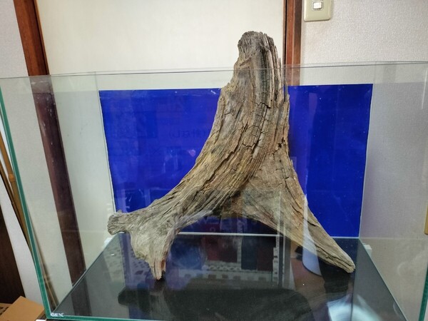 引退特価 ロング美形流木 乾燥 苔リウムア クアリウム 熱帯魚 水草 アク抜き済 天然淡水流木 煮沸消毒剤み ④