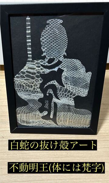 白蛇の抜け殻アート 不動明王 蛇の抜け殻 金運 開運 魔除け 家内安全 2025年