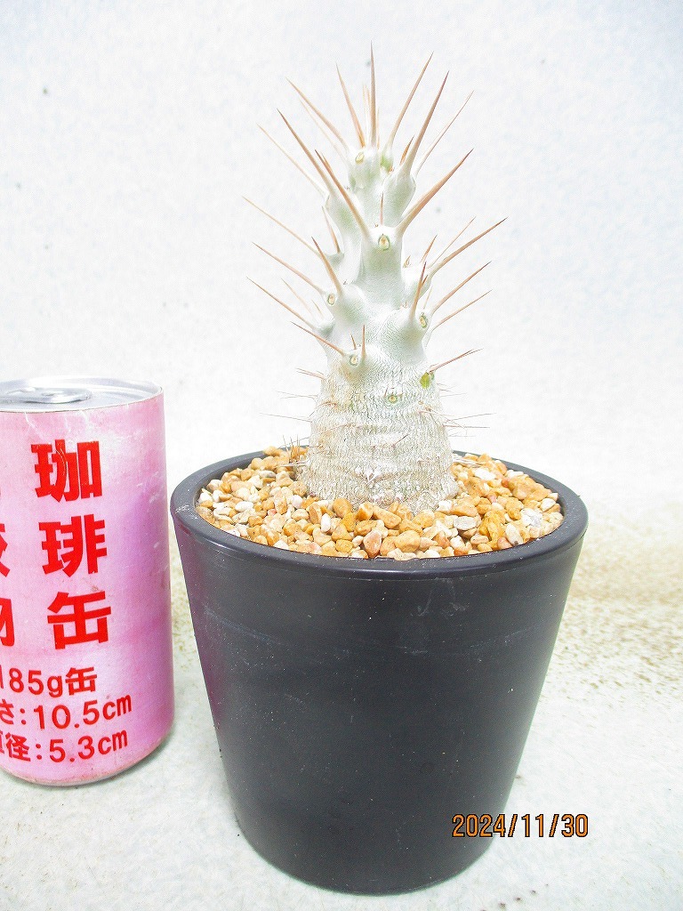 Yahoo!オークション -「パキポディウム サンデルシー」(花、園芸 Yahoo!オークション -「パキポディウム サンデルシー」(花、園芸