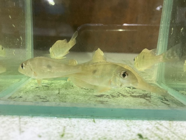 Yahoo!オークション -「ゲオファーガス」(ペット、生き物) の