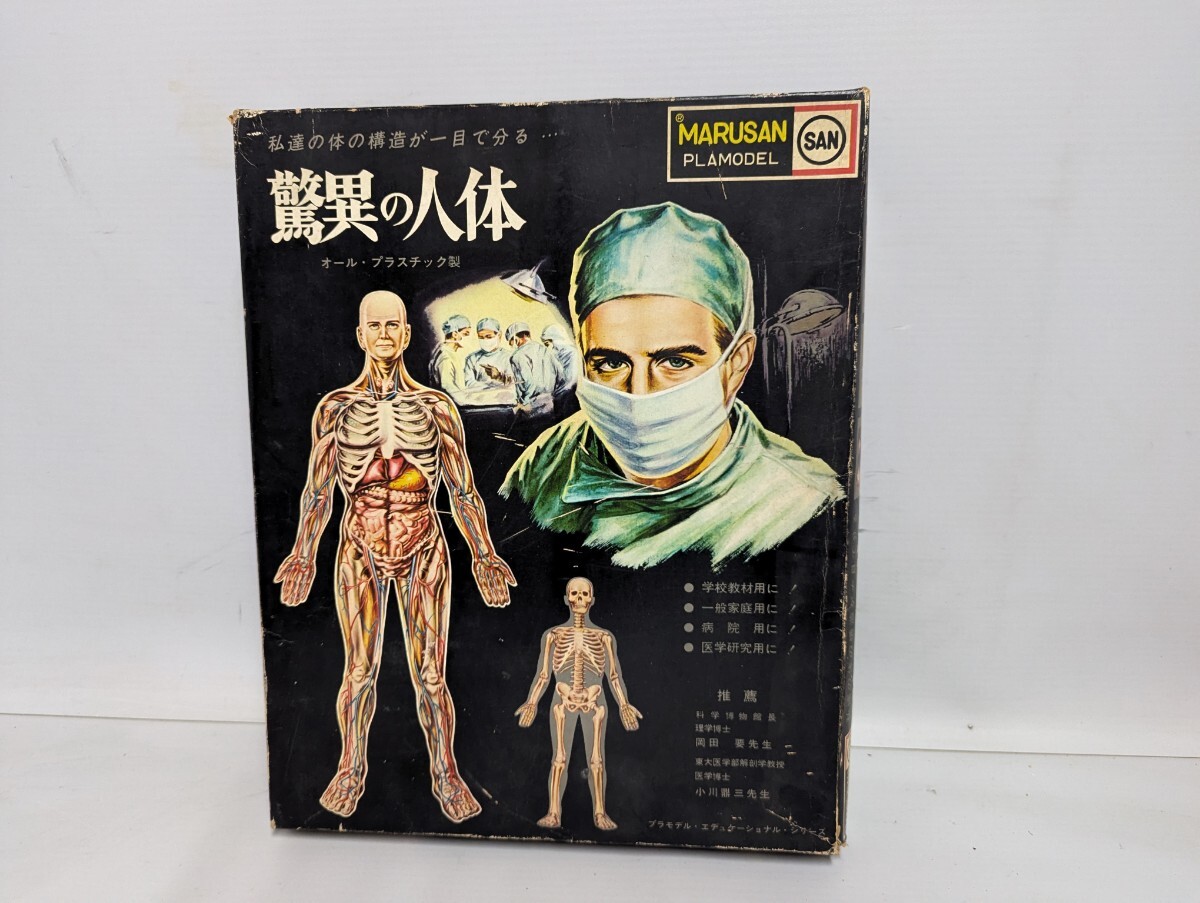 マルサン - 希少物 旧マルサン 人体解剖模型 未組立 当時物の