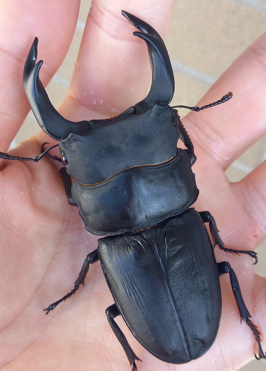 新成虫 オオクワガタ【能勢SR】♂82.9mm単品 | クワガタ市場