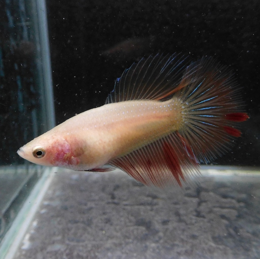ベタ ショーベタ オス アルマゲドン 03M0925-077 生体 熱帯魚