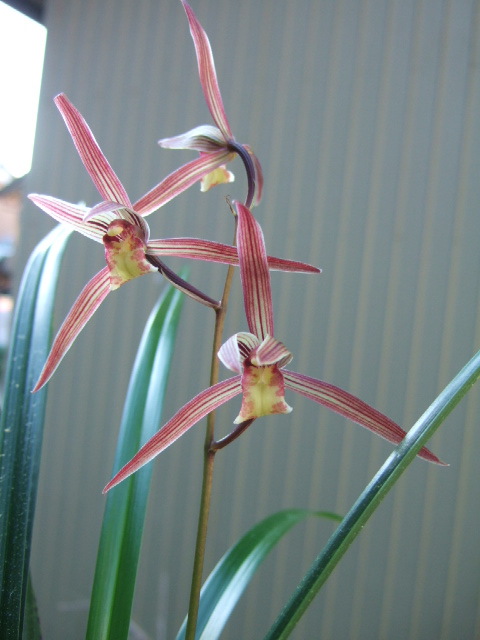 日向寒蘭、素心白花、日向白竜 （関西寒蘭会-Gallery）