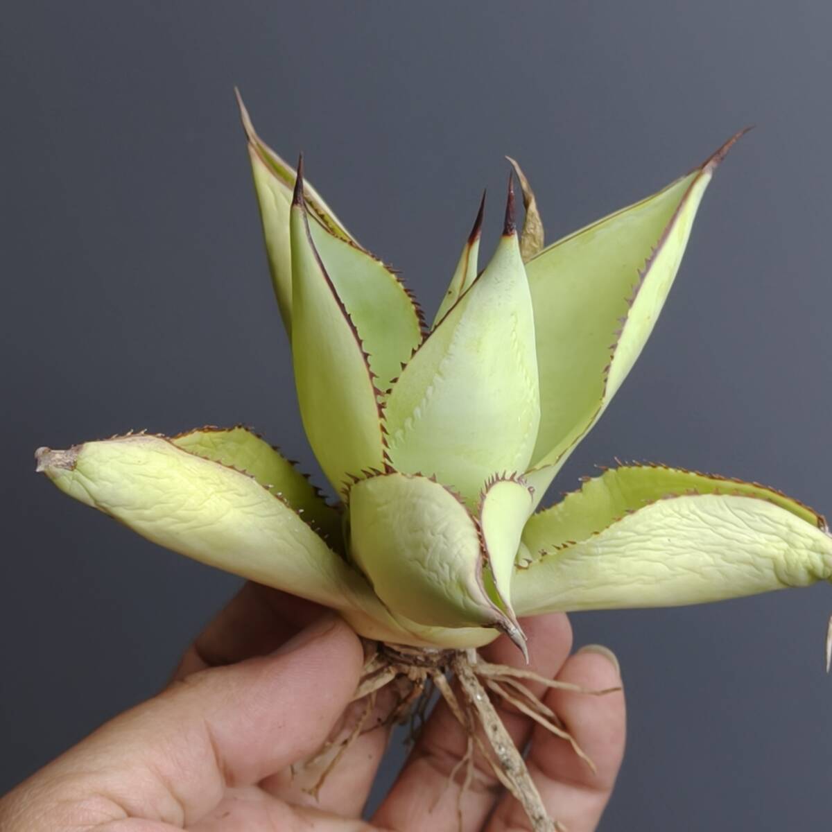Yahoo!オークション -「セルシー」(アガベ) (観葉植物)の落札 Yahoo!オークション -「セルシー」(アガベ) (観葉植物)の落札