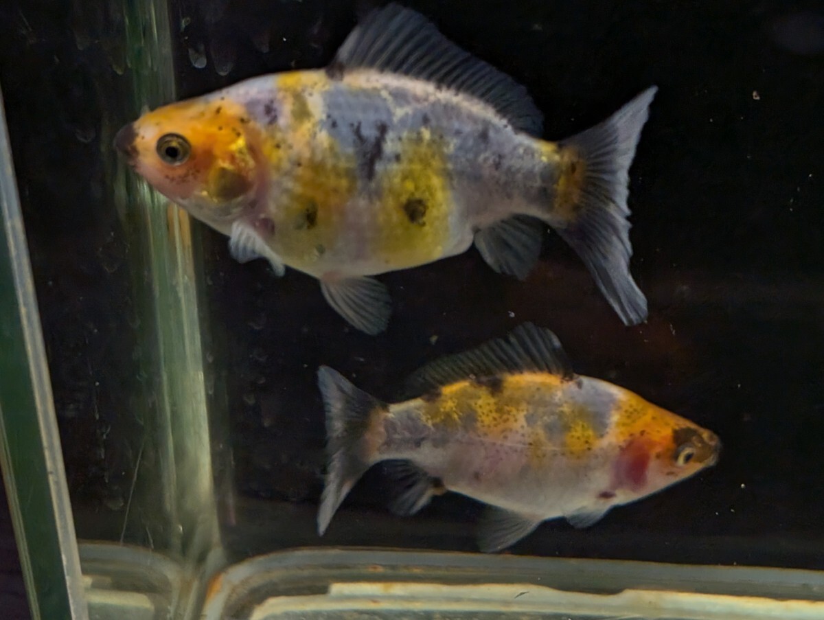 goldfish-ki_goldfish-211