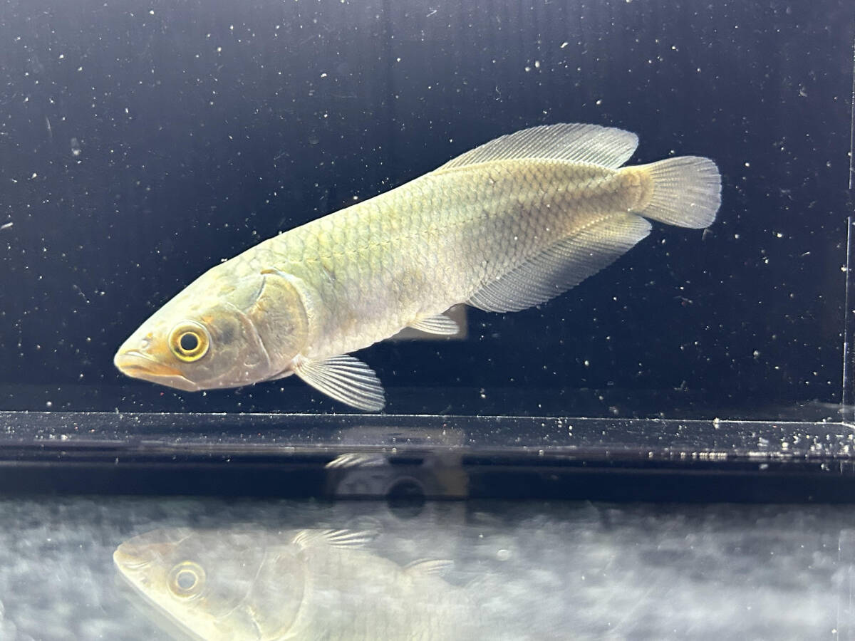 Yahoo!オークション -「ナイルアロワナ」(魚類、水生生物) の
