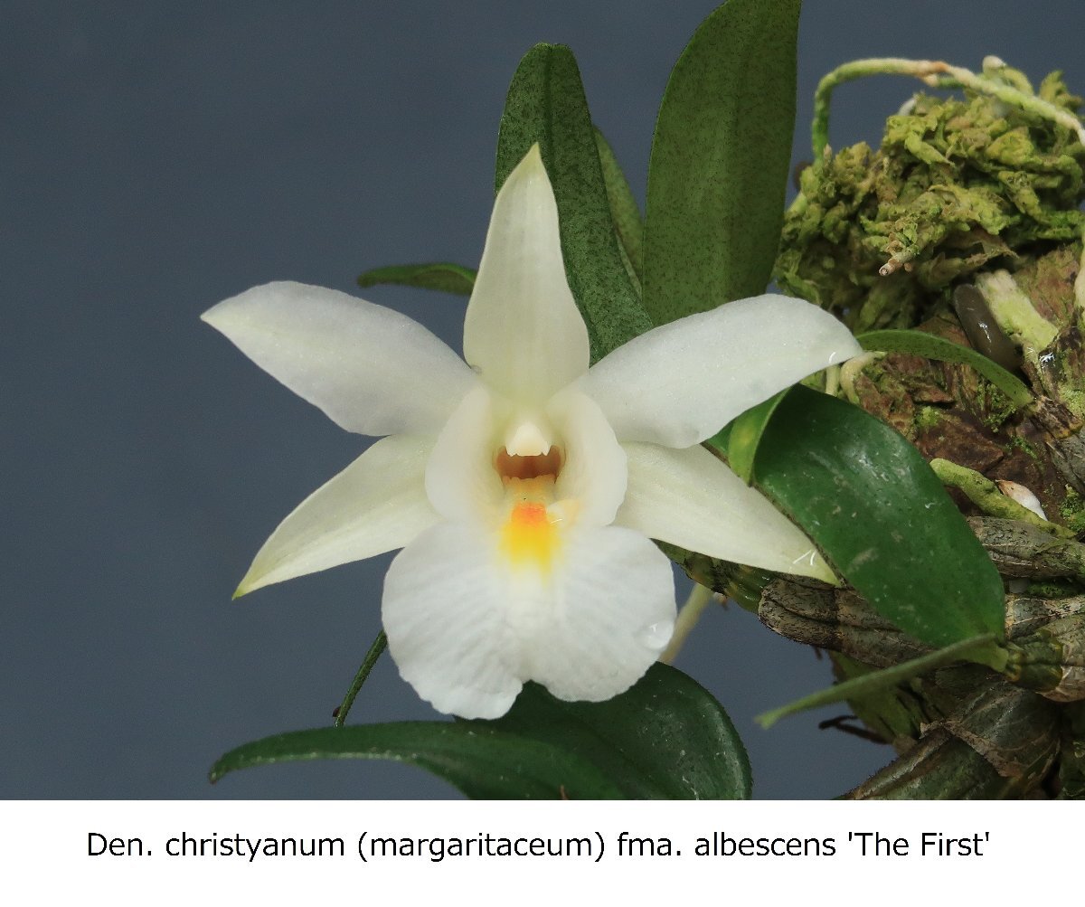 Holcoglossum wangii : 花咲かじいちゃん洋らん栽培 - その他 Holcoglossum wangii : 花咲かじいちゃん洋らん栽培 - その他