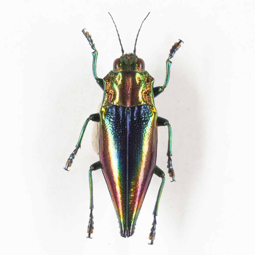 2025年最新】Yahoo!オークション -#タマムシの中古品・新品・未