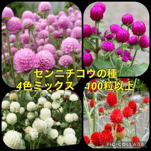 センニチコウ 花の種