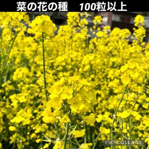 菜の花 花の種